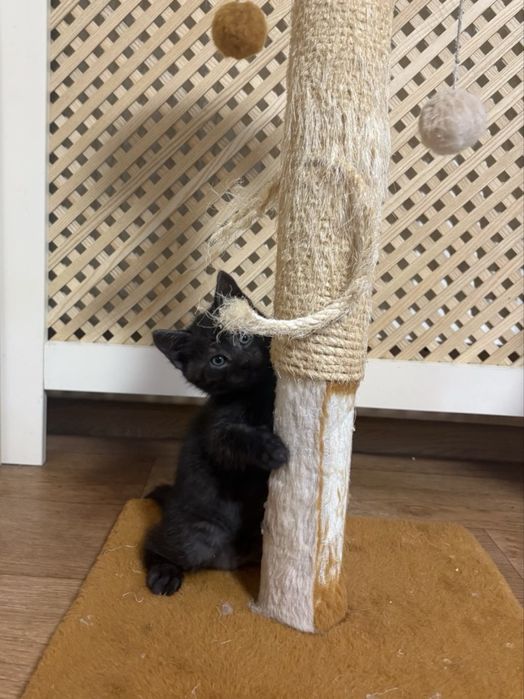 Кошеня хлопчик - 2 місяці безкоштовно