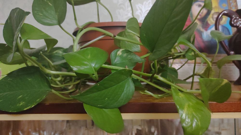 Цветок комнатный , кімнатна рослина