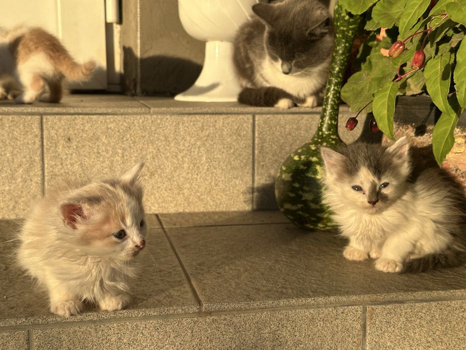 Муркотливі котики в добрі руки! Знають лоток!