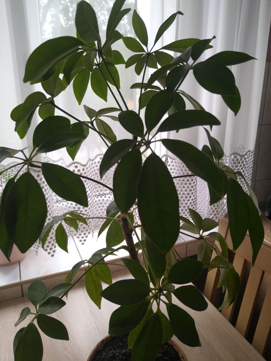 Szeflera zielona 74 cm z doniczką