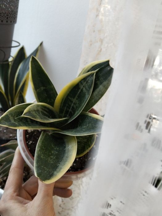 Сансивьерия Ханни Маргината