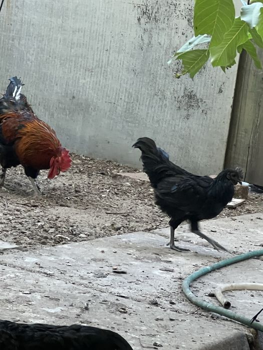 Петухи ухеилюя(подростки)