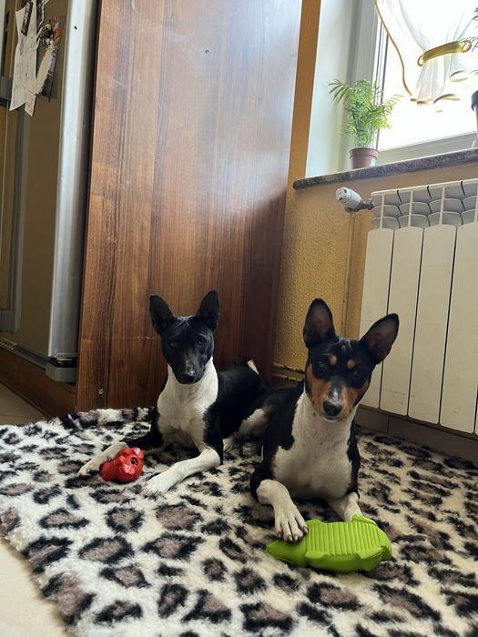 Basenji – zapowiedź miotu w hodowli zarejestrowanej w ZKwP/FCI
