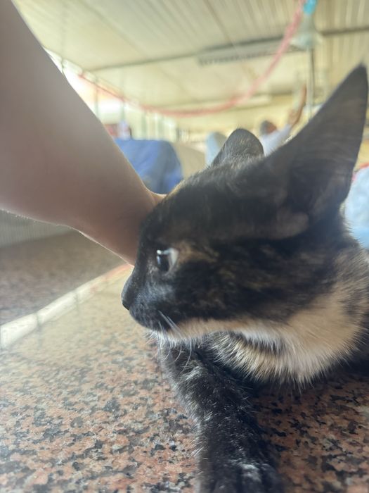 Gatinha bebé grátis 4 meses tricolor