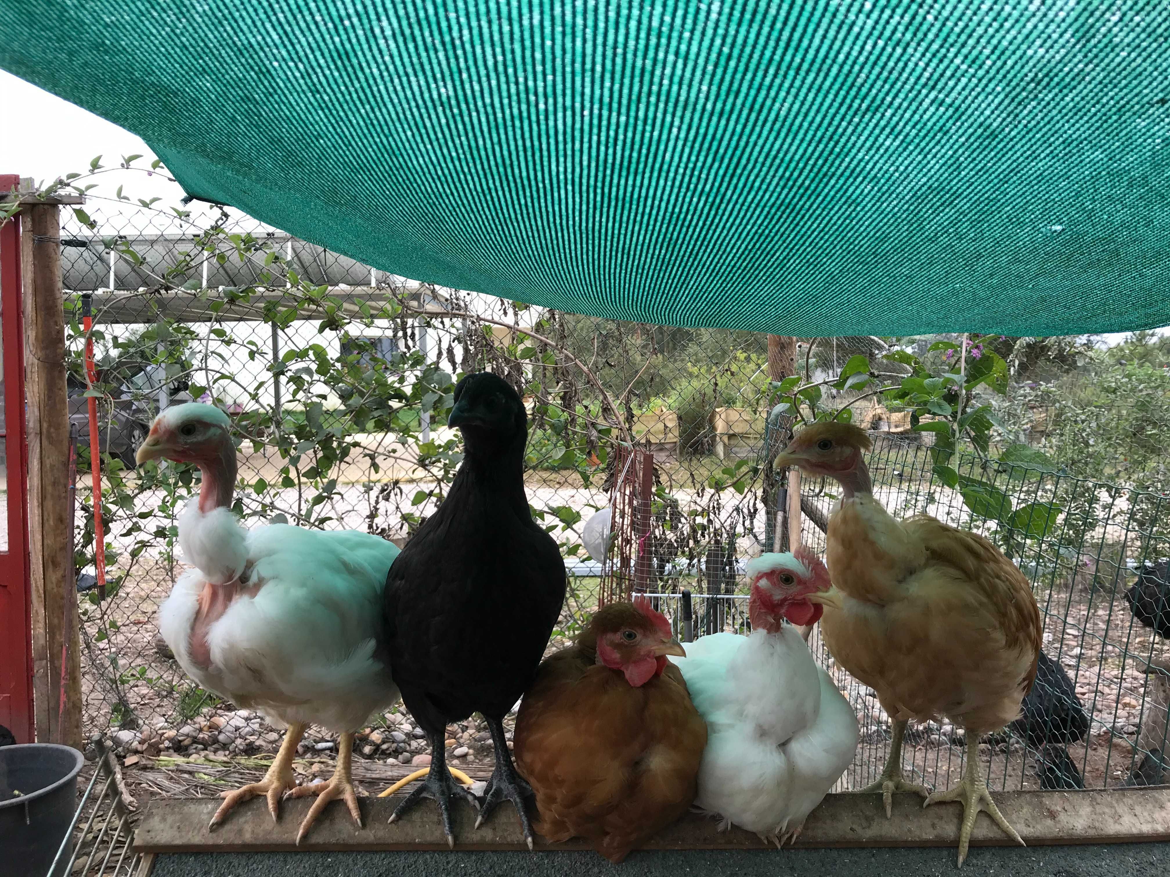Patos Rouen BIO, ovos fecundados e patos para criar