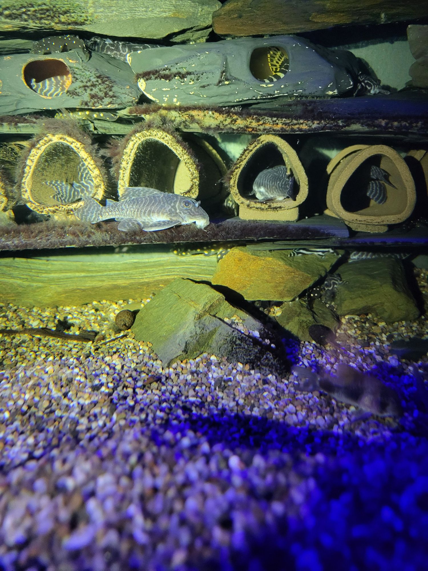 Pleco L333 selvagem 8-10 cm