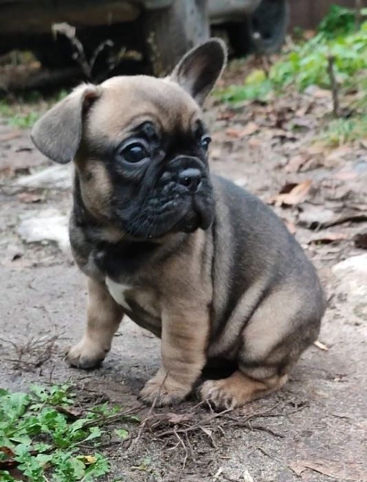 Девочки французского бульдога