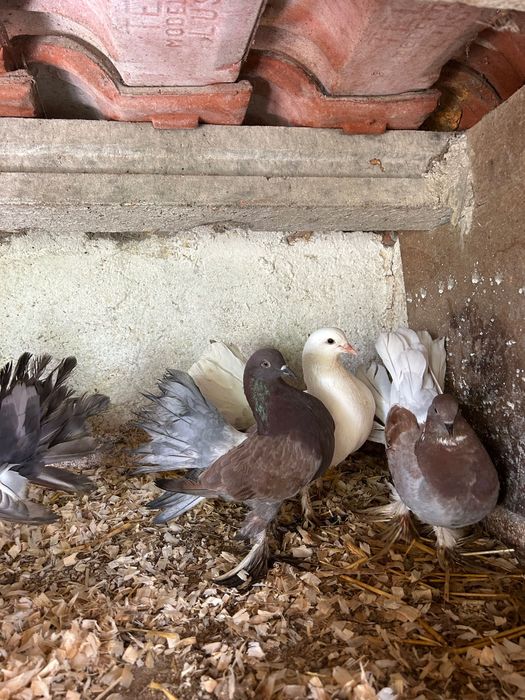 Pombos rabo de leque com penas nas patas