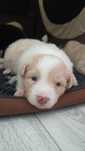Border collie dziewczynka FCI zkwp ee red