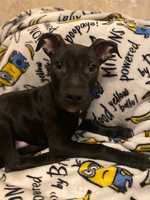 Продам цуценя американський пітбуль