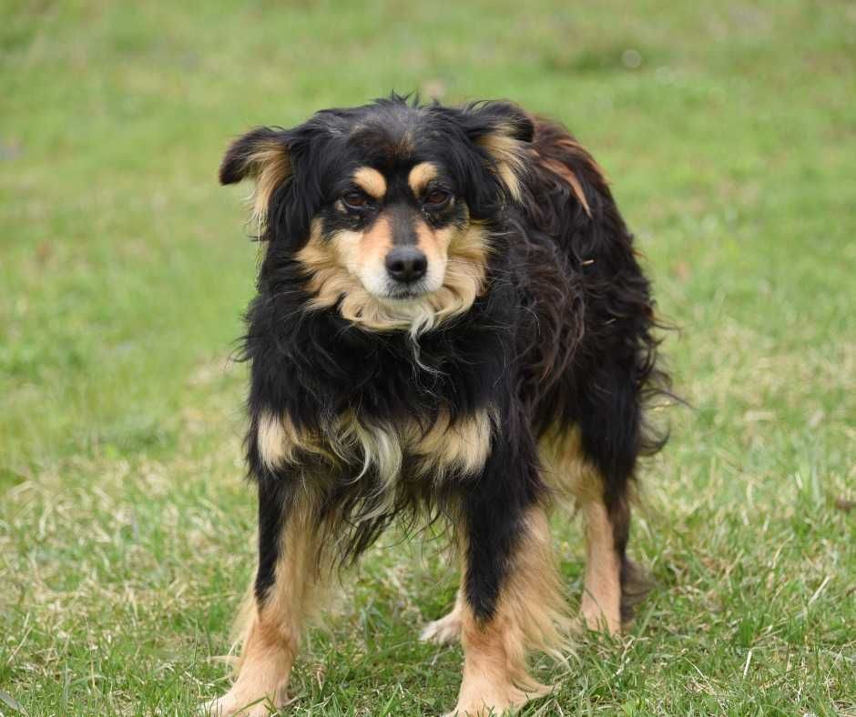 Lancelot - piesek do adopcji