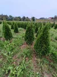 Tuja thuja tuje szmaragd 120 cm