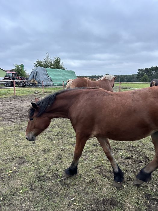 Sprzedam klacz roczną zimnokrwistą