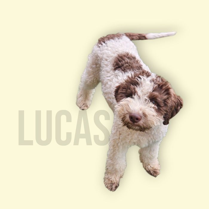 Lagotto Romagnolo FCI biało-brązowy piesek, STRANGER LUCAS, Trufflove