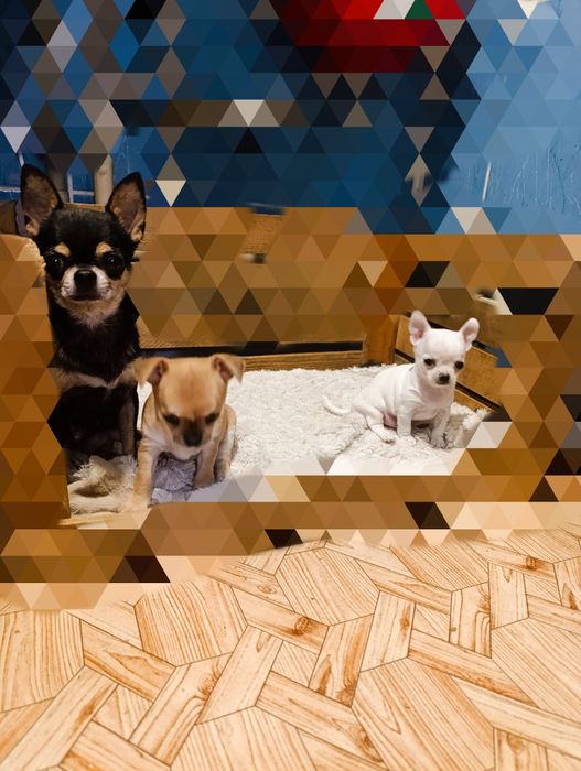 Чихуахуа шукають друзів і люблячу родину.