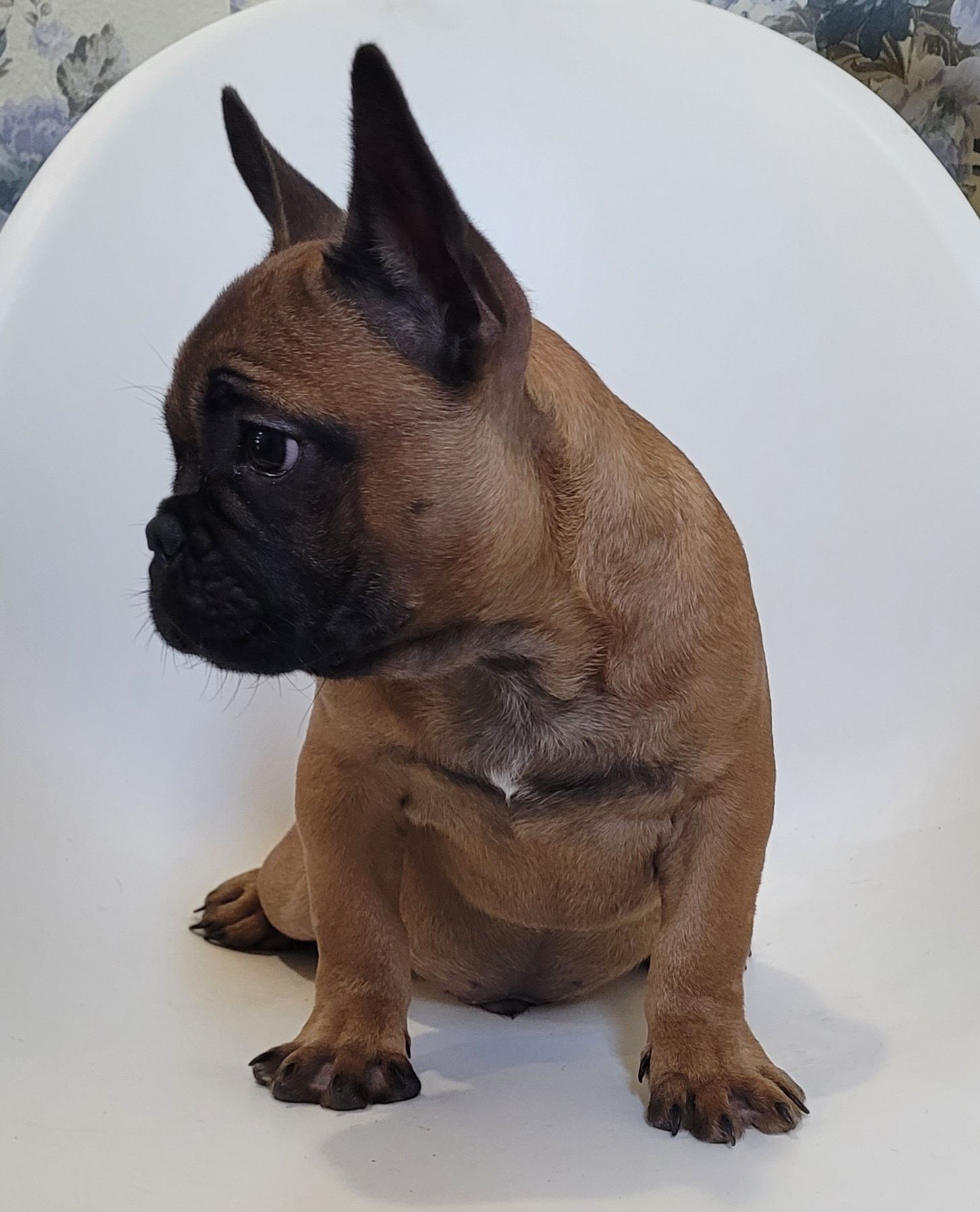 Cachorrinho Bulldog