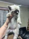 Gatinhas bebes para adocao