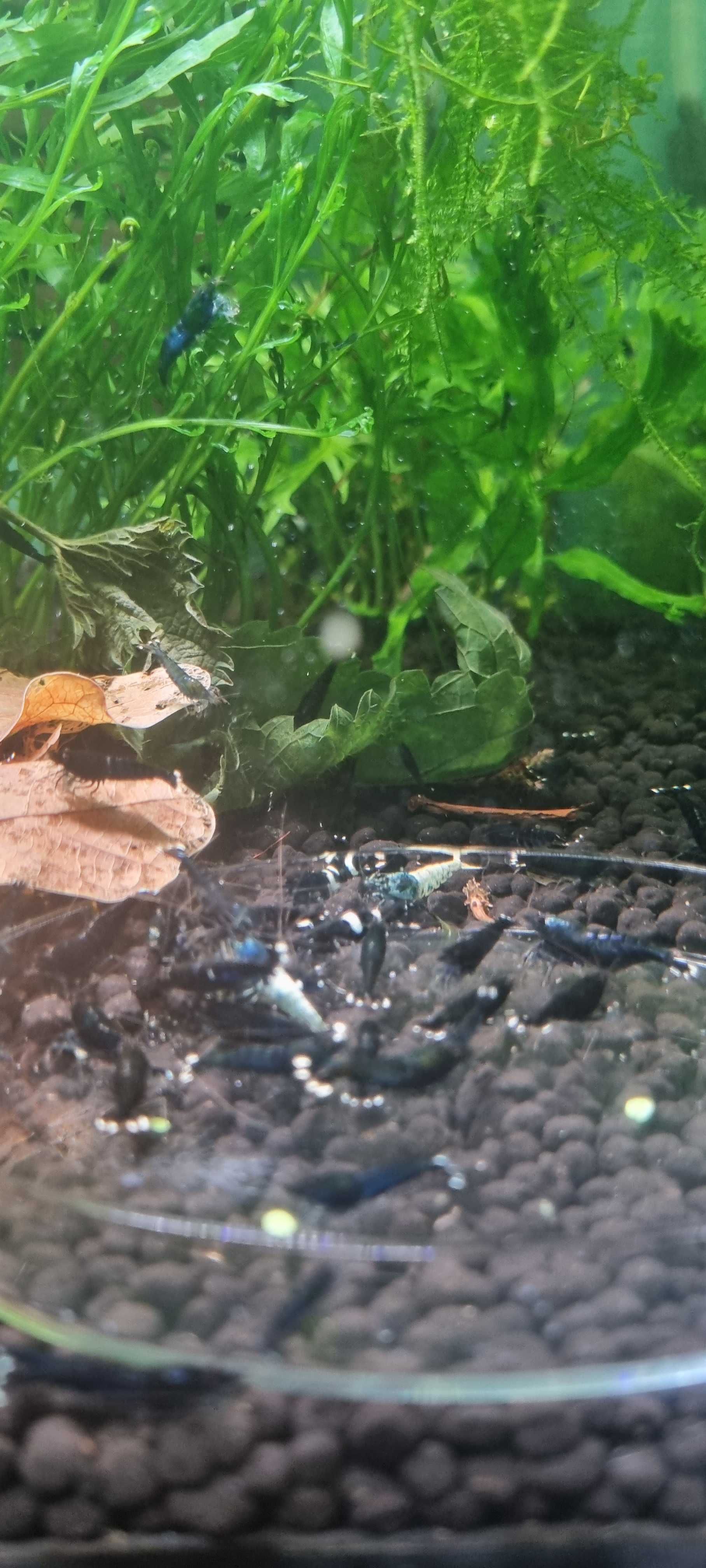 Krewetki caridina mix