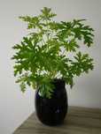 Geranium (anginka), kwiatek na ból ucha/ pelargonia pachnąca, cytrynka