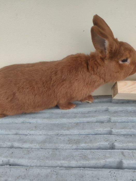 Królik Nowozelandzki czerwony samiec