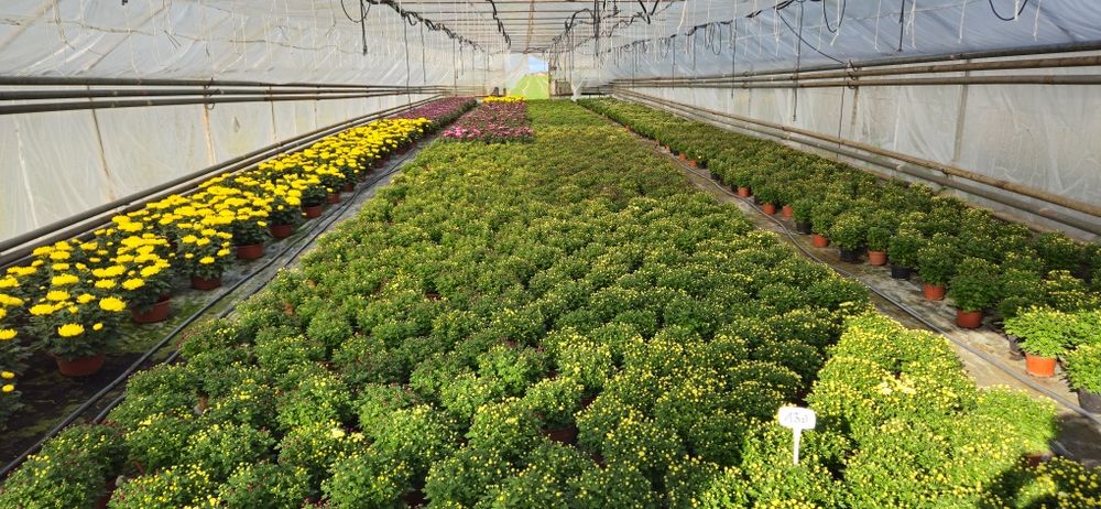 Chryzantemy hurt detal