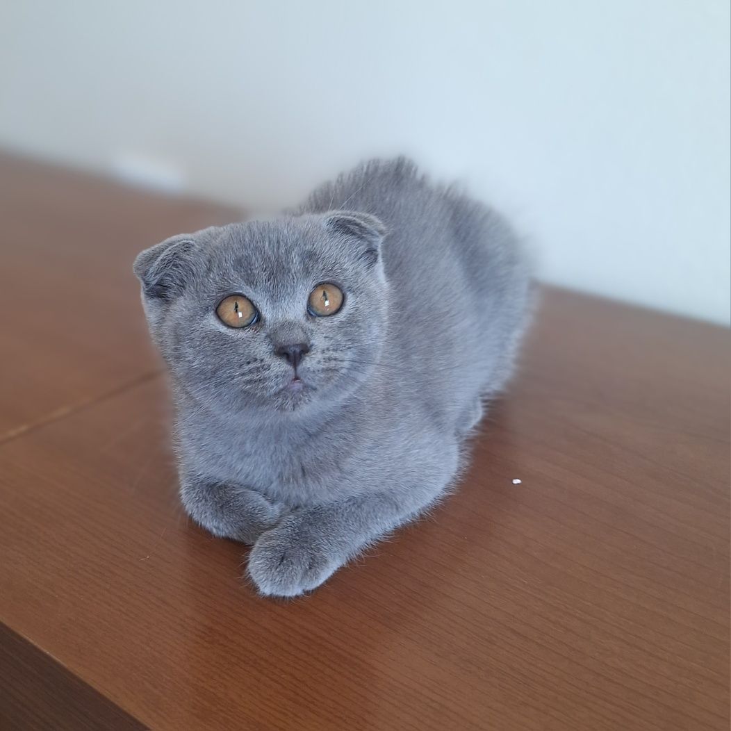 Scottish fold fêmea azul