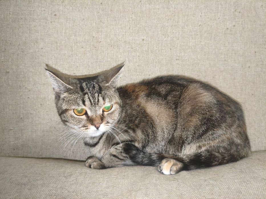 Врятованій киці дуже потрібен дім!