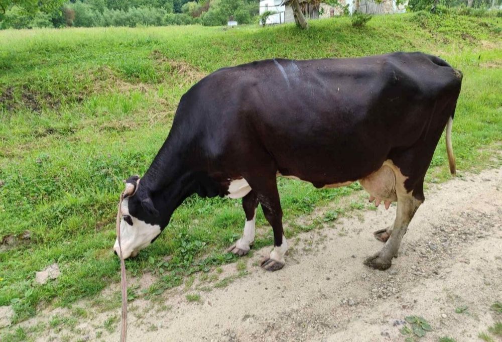 Продам корову молоду
