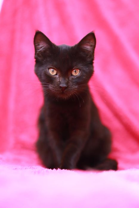 Urocza czarna kotka poleca się do adopcji