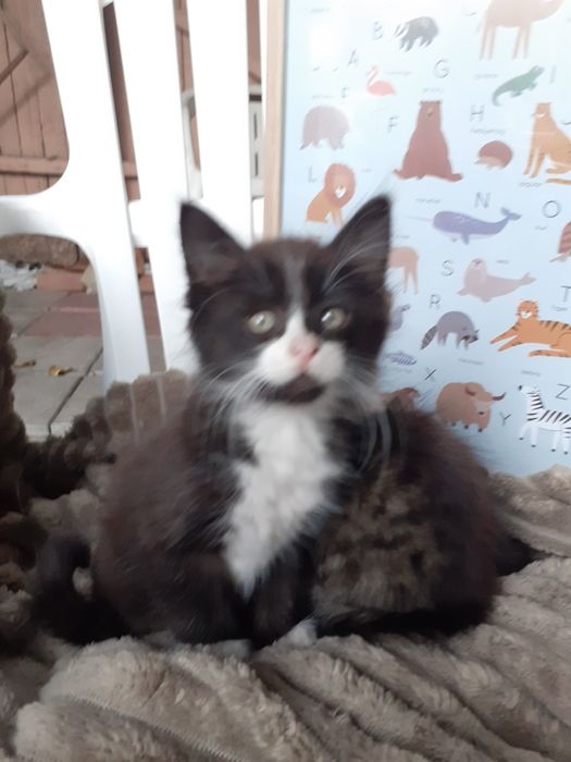 Кошенята у добрі руки