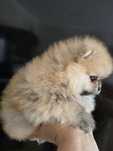 Sunia Szpic miniaturowy pomeranian