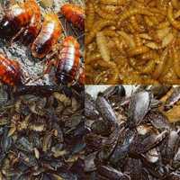Кормовые насекомые для вашей рептилии Новая Водолага