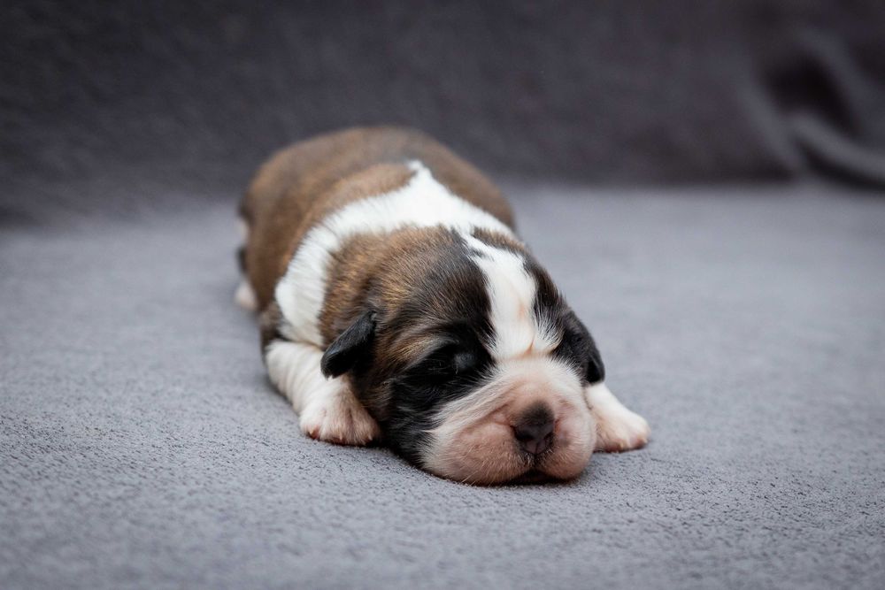 Bernardyn długowłosy - suczka ZKwP FCI