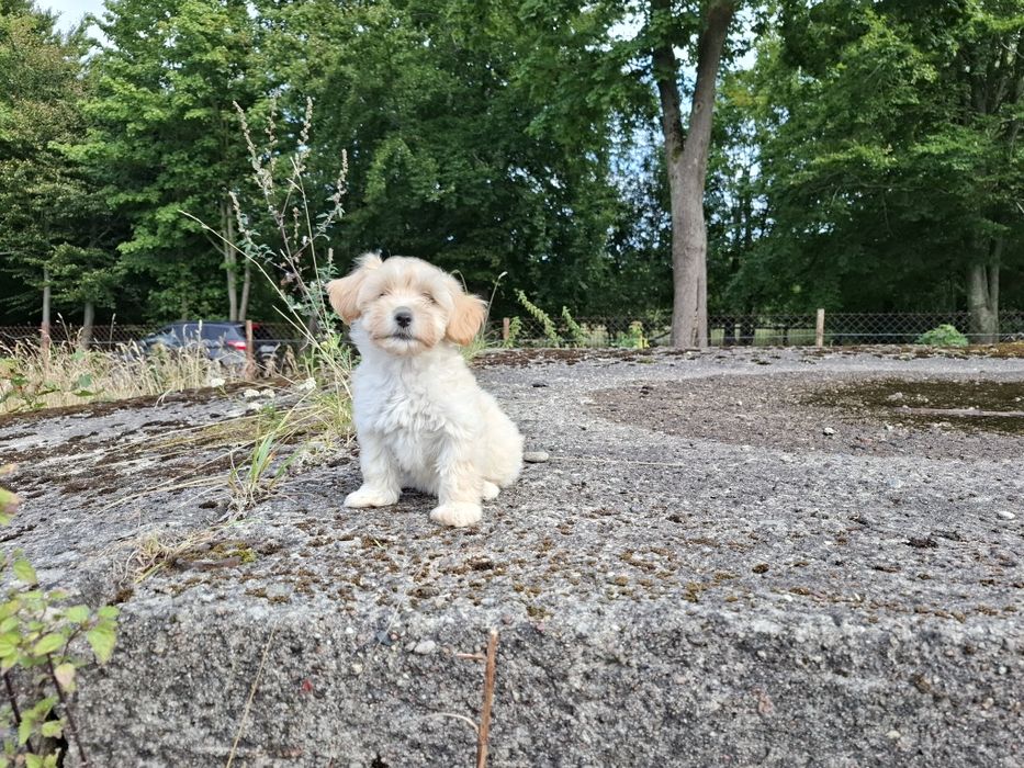 maltipoo szczeniak