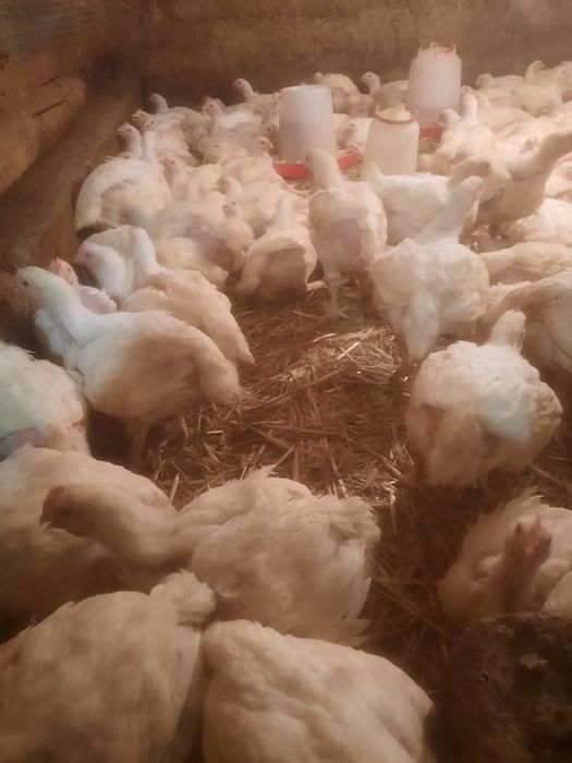 Brojlery na ubój  10 zł kg