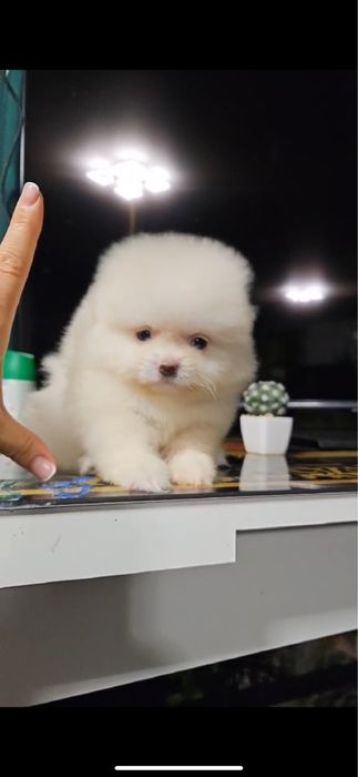 Міні хлопчики та дівчатка померанського шпіца