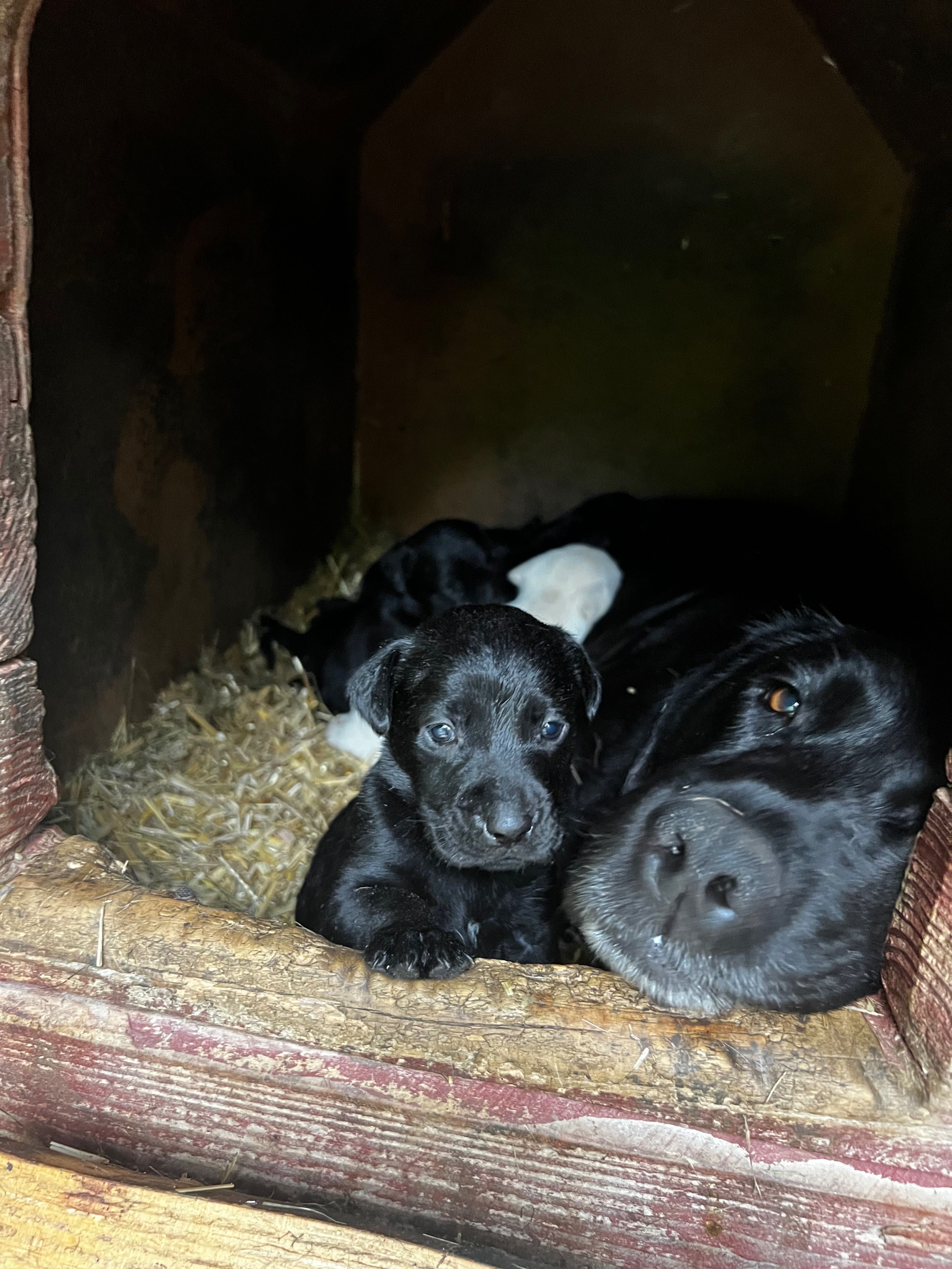 Labrador oddam w dobre ręce