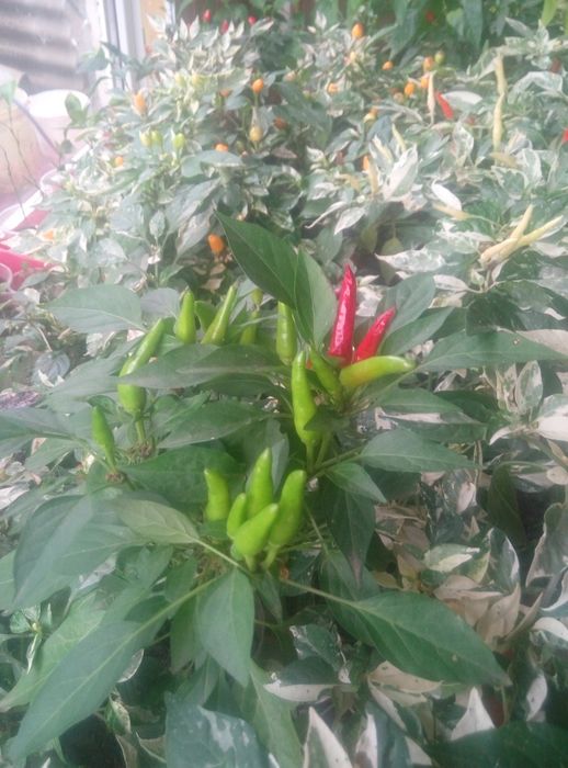 Семена острого комнатного декоративного перца.