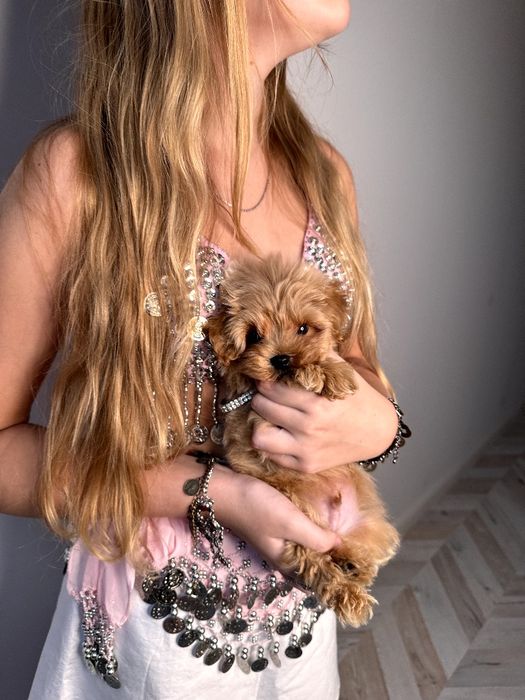 Микро мальтипу мальчик ф1, хлопчик мальтіпу мікро міні, maltipoo