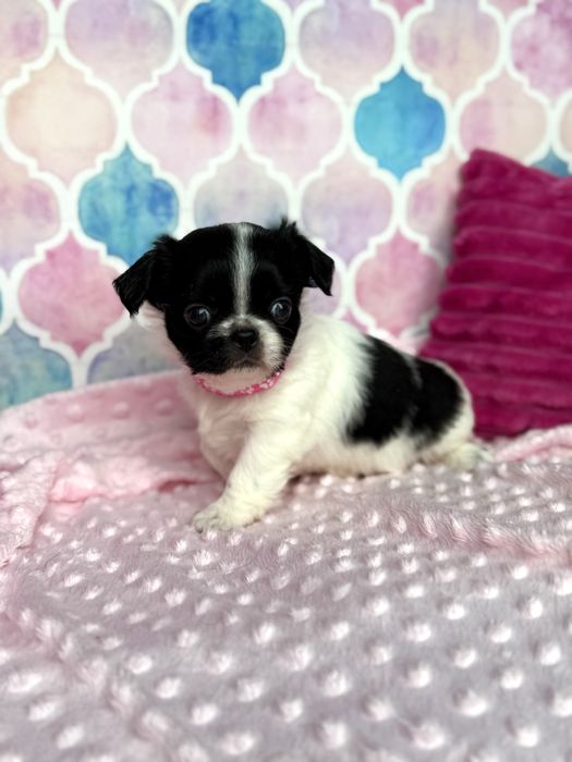 Chihuahua prześliczna dziewczynka suczka