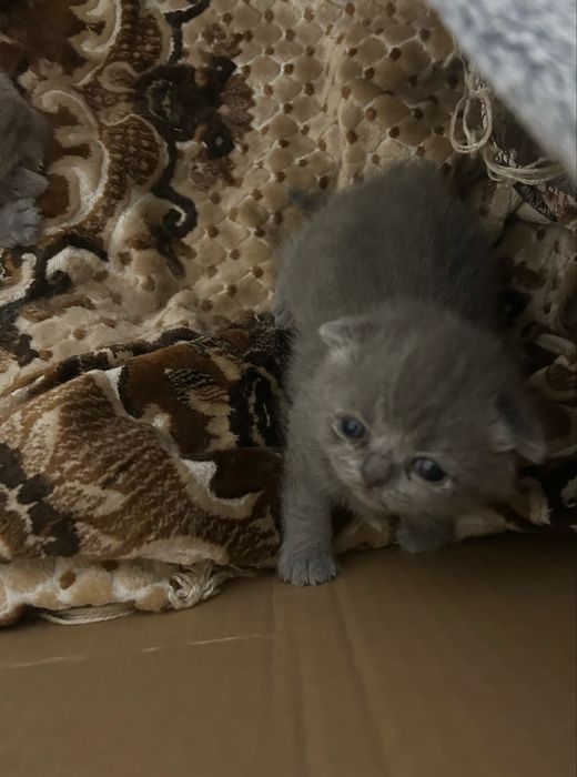 Британські кошенята