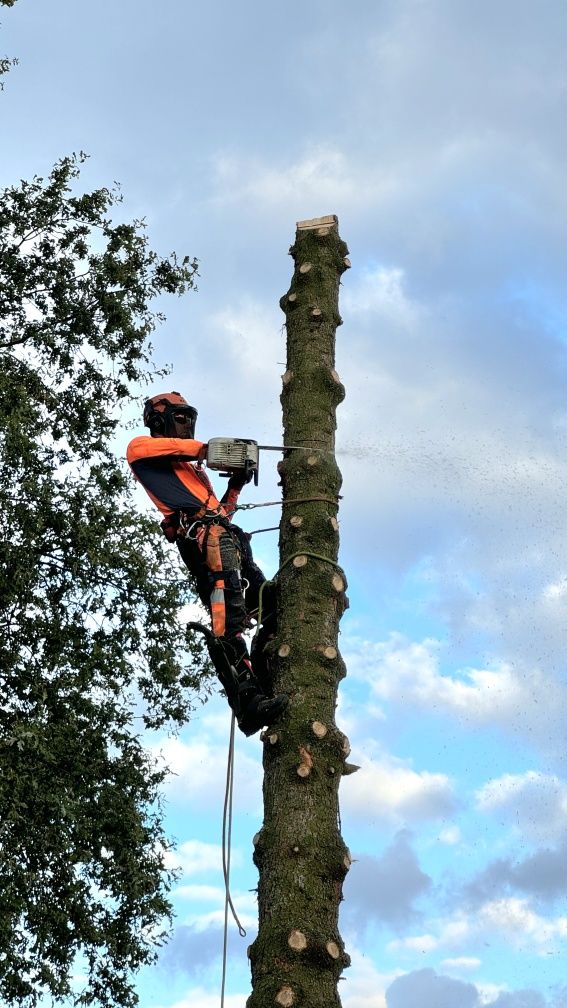 Wycinka Drzew Pielęgnacja Przycinka Drzew Arborysta Karczowanie Łask