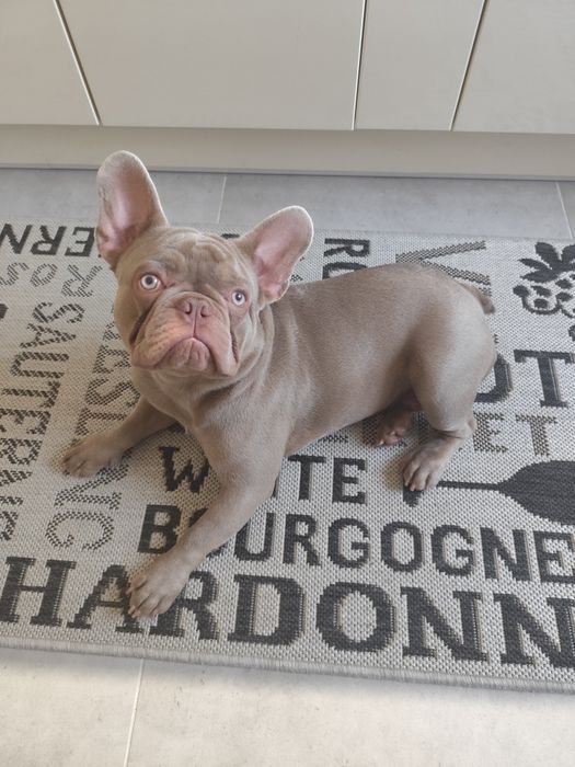Buldog Francuski 7 miesięczny w unikalnym kolorze