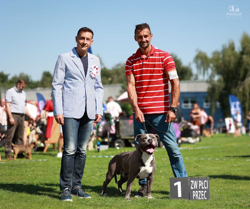 American Staffordshire Terrier ZKwP Amstaff FCI, mocny błękitny samiec