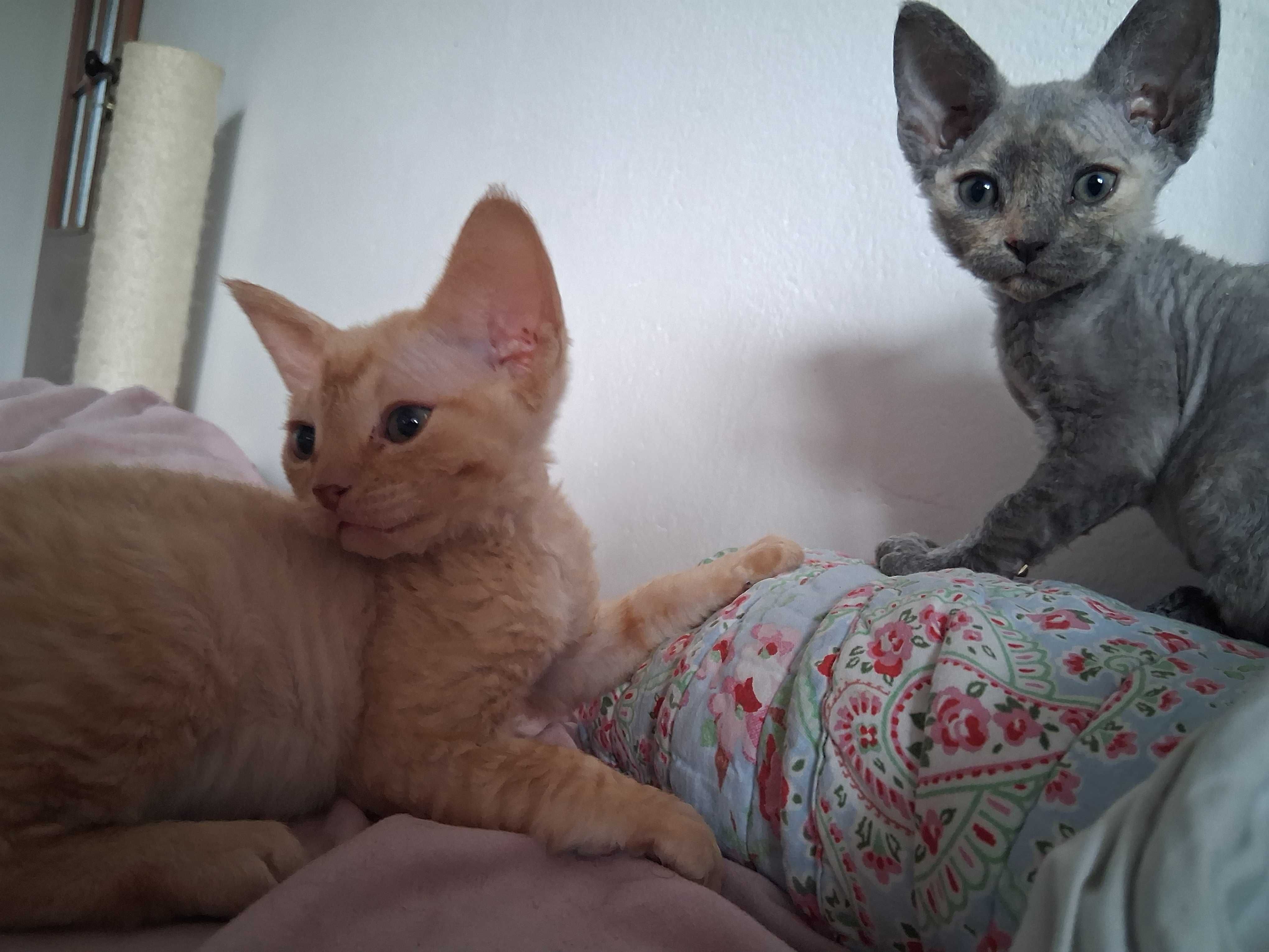 Śliczna niebieska szylkretka, Devon Rex, FPL