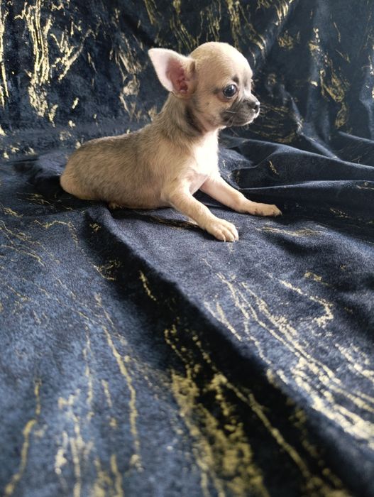 Suczka krótkowłosa chihuahua