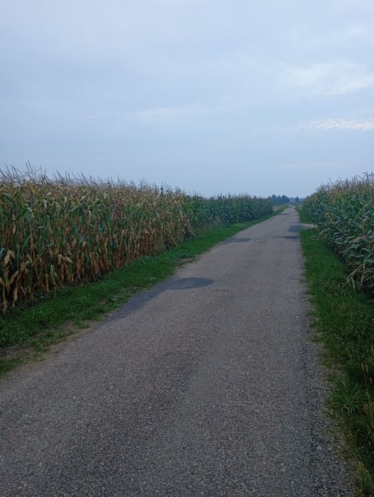 Sprzedam kukurydzę