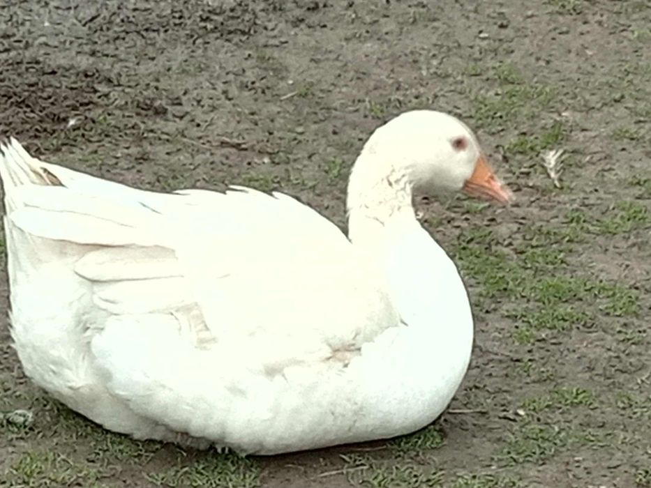 Sprzedam kaczki, gąske