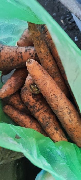 Домашні овочі - картопля, буряк, капуста, морква, цибуля