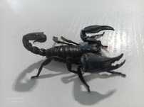 Skorpion Heterometrus silenus ex. petersi duże sztuki Darmowa dostawa!
